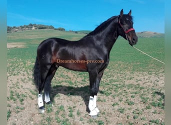 PRE, Semental, 10 años, 169 cm, Morcillo