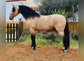 PRE Mestizo, Semental, 10 años, 170 cm, Buckskin/Bayo