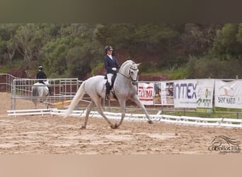 PRE, Semental, 10 años, 170 cm, Tordo