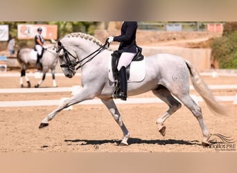 PRE, Semental, 10 años, 170 cm, Tordo