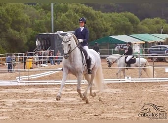 PRE, Semental, 10 años, 170 cm, Tordo