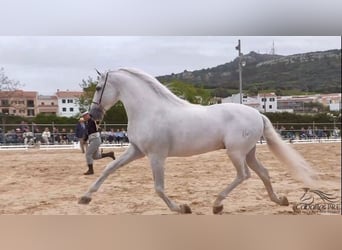 PRE, Semental, 10 años, 170 cm, Tordo