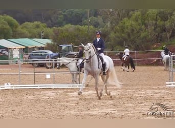 PRE, Semental, 10 años, 170 cm, Tordo
