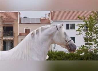 PRE, Semental, 10 años, 170 cm, Tordo