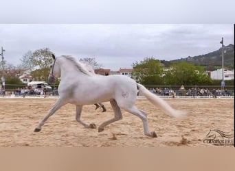 PRE, Semental, 10 años, 170 cm, Tordo