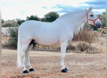 PRE Mestizo, Semental, 10 años, 170 cm, White/Blanco