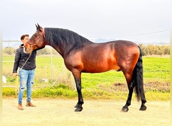 PRE Mestizo, Semental, 10 años, 174 cm, Castaño