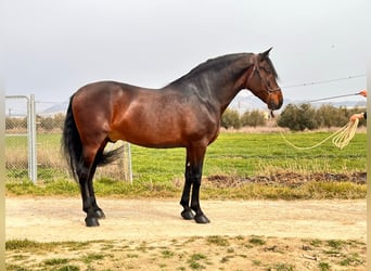 PRE Mestizo, Semental, 10 años, 174 cm, Castaño