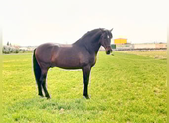 PRE Mestizo, Semental, 10 años, 174 cm, Castaño