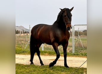 PRE Mestizo, Semental, 10 años, 174 cm, Castaño