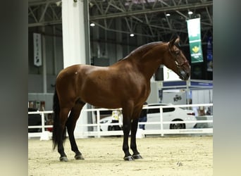 PRE, Semental, 10 años, 177 cm, Castaño