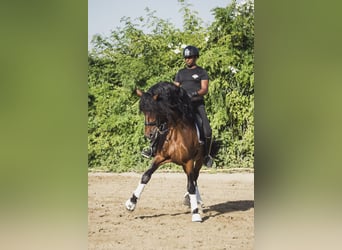 PRE Mestizo, Semental, 10 años, Castaño