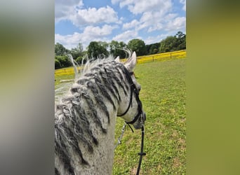 PRE Mestizo, Semental, 11 años, 160 cm, Tordo picazo