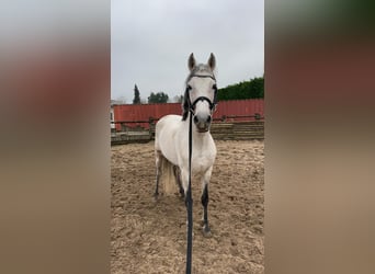 PRE Mestizo, Semental, 11 años, 160 cm, Tordo picazo
