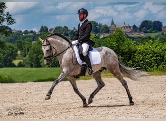 PRE Mestizo, Semental, 11 años, 160 cm, Tordo rodado