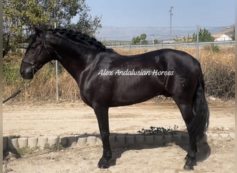 PRE Mestizo, Semental, 11 años, 161 cm, Negro