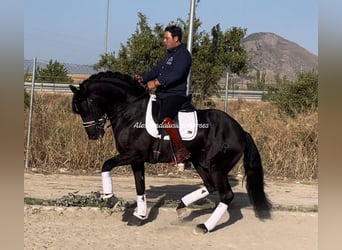 PRE Mestizo, Semental, 11 años, 161 cm, Negro