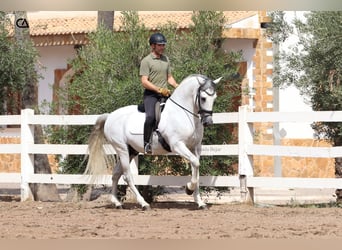 PRE, Semental, 11 años, 161 cm, Tordo