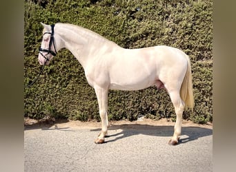 PRE Mestizo, Semental, 11 años, 165 cm, Perla