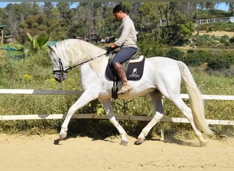 PRE, Semental, 11 años, 166 cm, Tordo