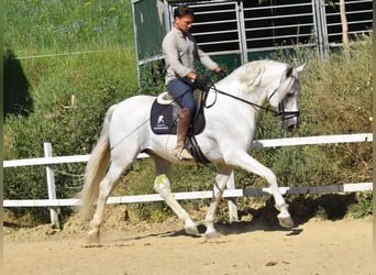 PRE, Semental, 11 años, 166 cm, Tordo