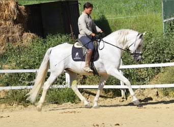 PRE, Semental, 11 años, 166 cm, Tordo