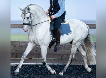 PRE, Semental, 11 años, 166 cm, Tordo