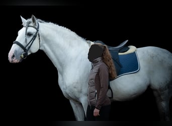 PRE, Semental, 11 años, 166 cm, Tordo