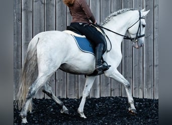 PRE, Semental, 11 años, 166 cm, Tordo