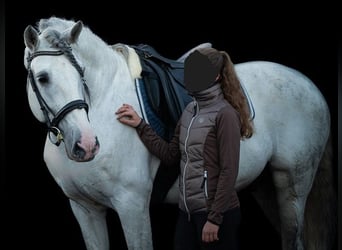 PRE, Semental, 11 años, 166 cm, Tordo