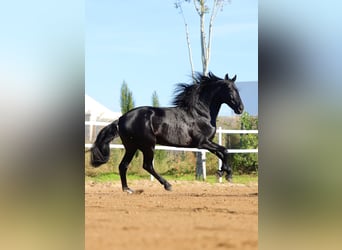 PRE Mestizo, Semental, 11 años, 170 cm, Negro