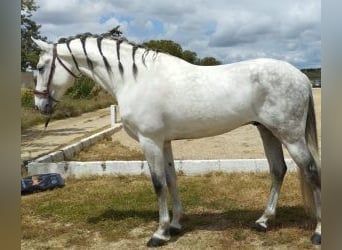 PRE Mestizo, Semental, 11 años, 170 cm, Tordo