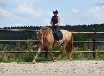 PRE Mestizo, Semental, 11 años, 171 cm, Perla