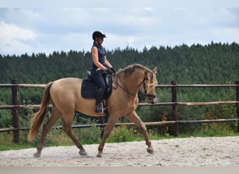 PRE Mestizo, Semental, 11 años, 171 cm, Perla