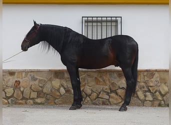 PRE Mestizo, Semental, 11 años, 173 cm, Negro