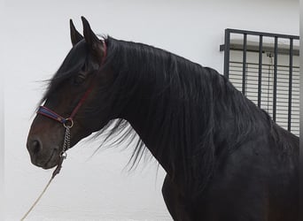 PRE Mestizo, Semental, 11 años, 173 cm, Negro