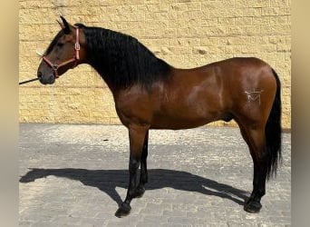 PRE Mestizo, Semental, 12 años, 158 cm, Castaño rojizo