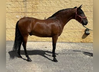 PRE Mestizo, Semental, 12 años, 158 cm, Castaño rojizo