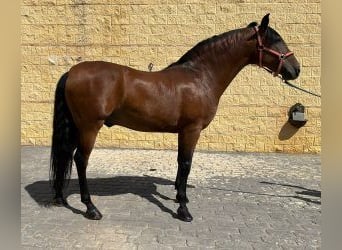 PRE Mestizo, Semental, 12 años, 158 cm, Castaño rojizo