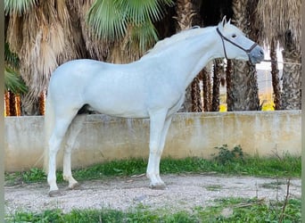 PRE Mestizo, Semental, 12 años, 162 cm, White/Blanco