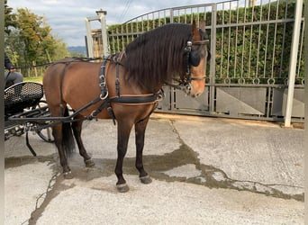 PRE Mestizo, Semental, 12 años, 163 cm, Castaño