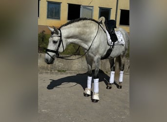 PRE Mestizo, Semental, 12 años, 164 cm, Tordo