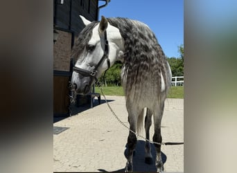 PRE, Semental, 12 años, 164 cm, Tordo