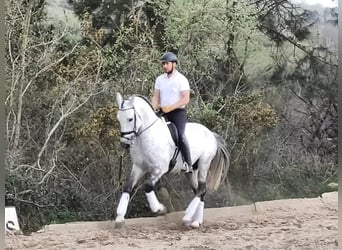 PRE, Semental, 12 años, 164 cm, Tordo