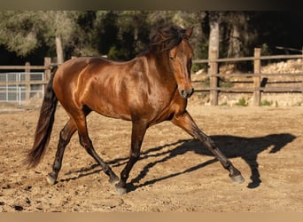 PRE Mestizo, Semental, 12 años, 166 cm, Castaño