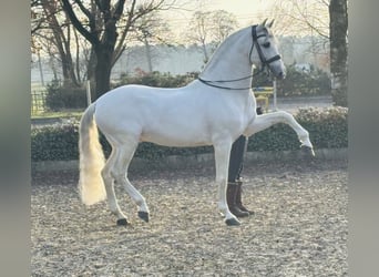 PRE, Semental, 12 años, 166 cm, Tordo rodado