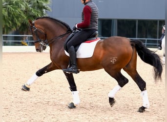 PRE Mestizo, Semental, 12 años, 167 cm, Castaño