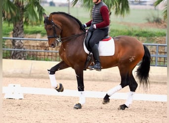 PRE Mestizo, Semental, 12 años, 167 cm, Castaño