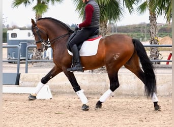 PRE Mestizo, Semental, 12 años, 167 cm, Castaño