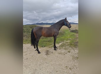 PRE, Semental, 12 años, 170 cm, Castaño oscuro